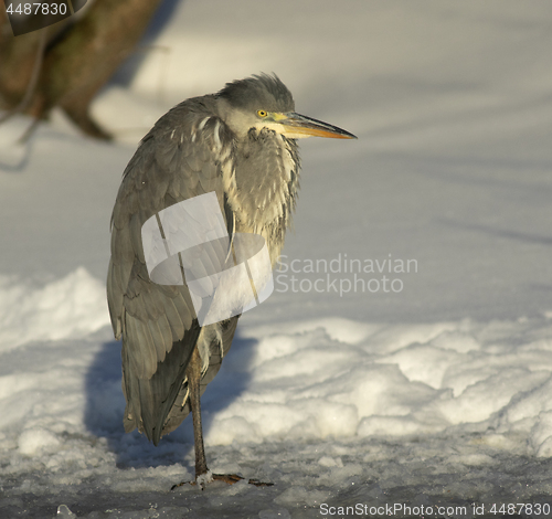 Image of Grey Heron