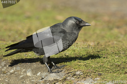 Image of Jackdaw 