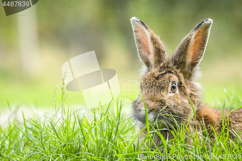 Image of Rabbit in the spring hiding