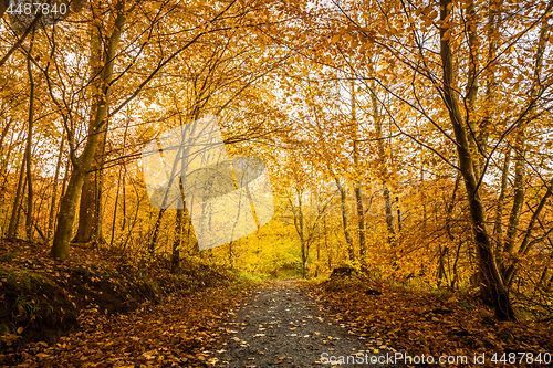 Image of Orange autumn colors in the forest