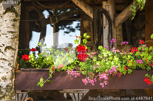 Image of Flowers in a window box in the summer