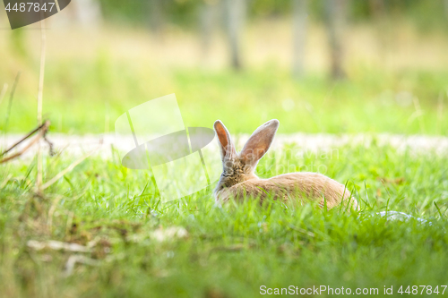 Image of Rabbit hiding in green grass in the spring