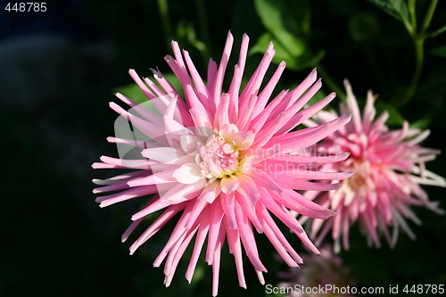 Image of Dahlia