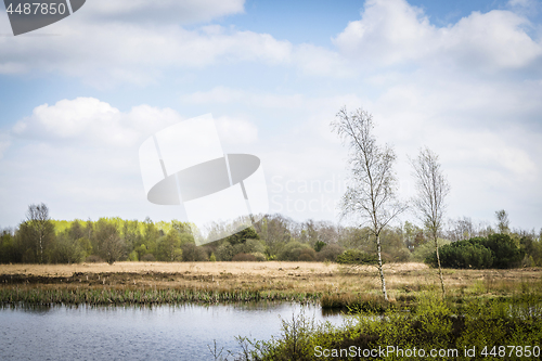 Image of Wild nature in Scandinavia with birch trees by a lake