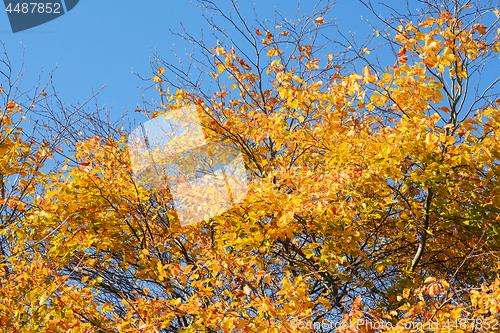 Image of Golden autumn leaves on a tree in the fall