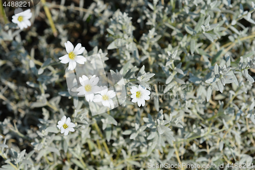 Image of Boreal chickweed