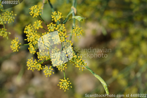 Image of Fennel