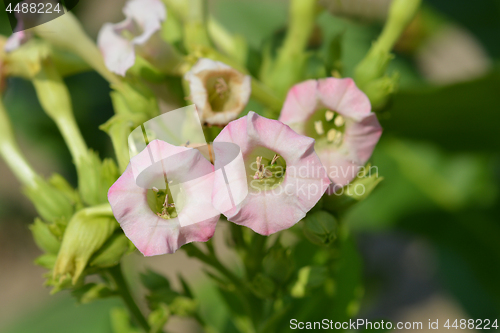 Image of Large tobacco