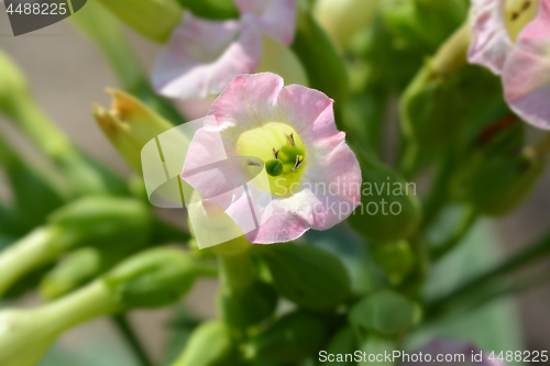 Image of Large tobacco