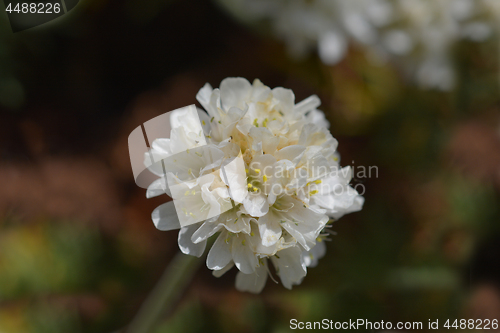 Image of White common thrift