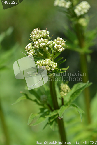 Image of Valerian