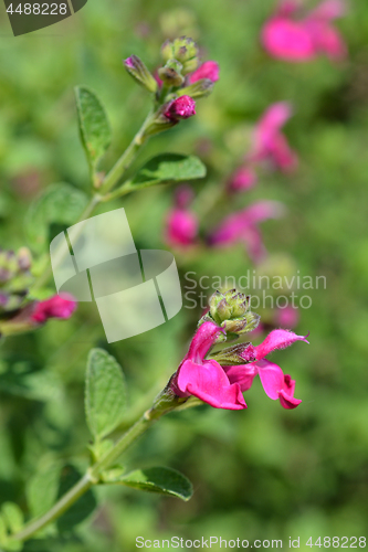 Image of Baby sage Pink Blush