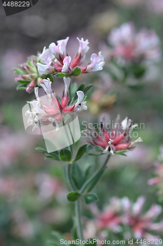 Image of Hairy canary clover