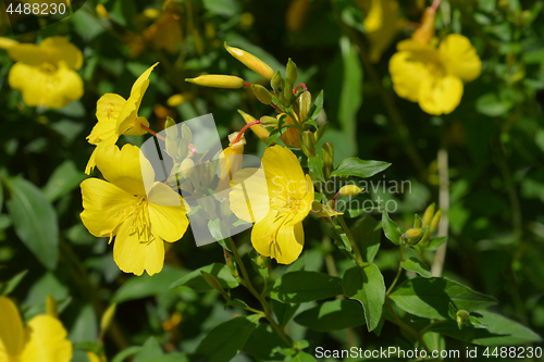 Image of Common sundrops