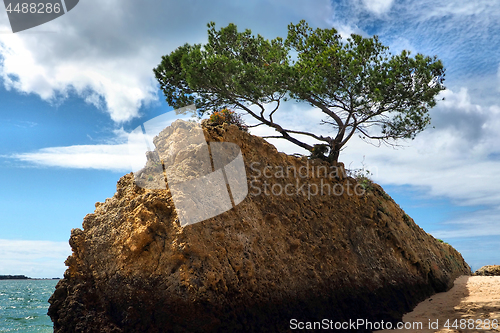 Image of Rock Tree Scenic.