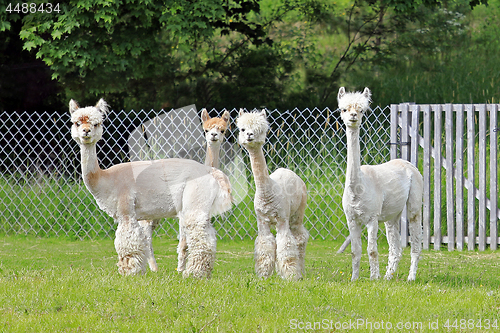 Image of Herd of Four White Alpacas 