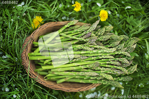 Image of Asparagus