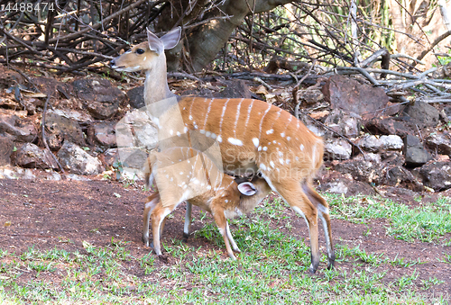 Image of The imbabala or Cape bushbuck (Tragelaphus sylvaticus)