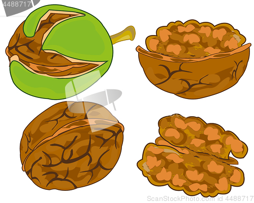 Image of Fruit walnut on white background is insulated