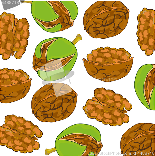 Image of Walnut decorative pattern on white background is insulated