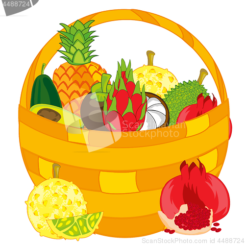 Image of Vector illustration of the braided basket full exotic fruit