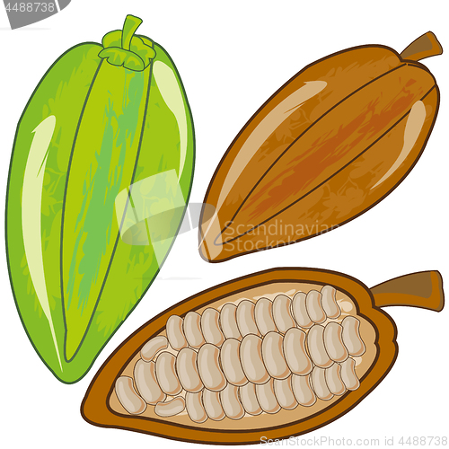 Image of Vector illustration fruit cacao ripe and green