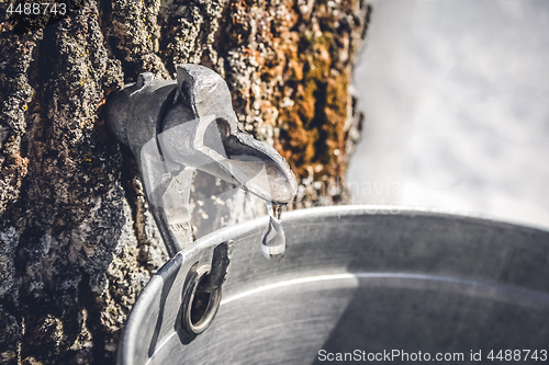 Image of Collecting sap from a tree to produce maple syrup