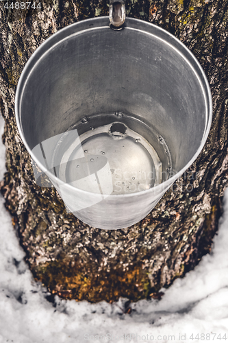 Image of Metal bucket on a tree filled with maple sap