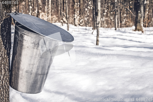 Image of Collecting sap for traditional maple syrup production