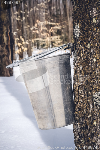 Image of Droplets of maple sap falling into a metal bucket