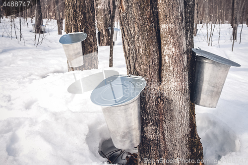 Image of Maple syrup production season in Quebec