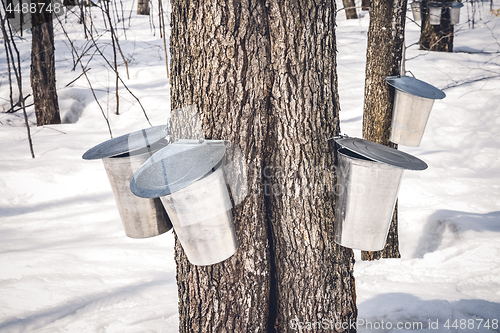 Image of Maple trees with buckets collecting sap in spring