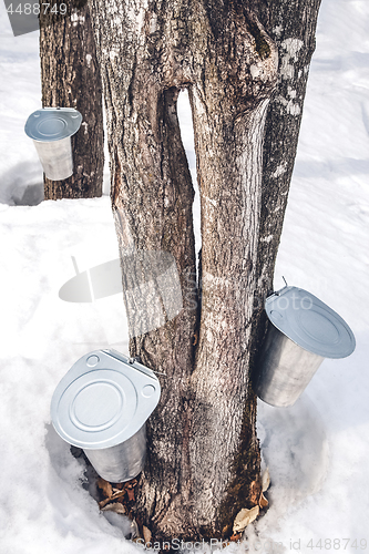 Image of Producing maple syrup