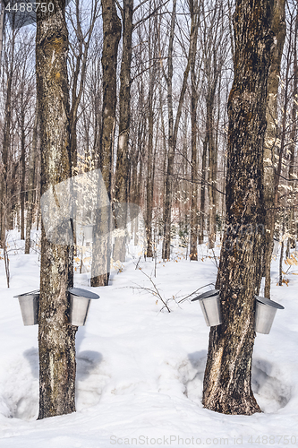 Image of Maple syrup season in rural Quebec