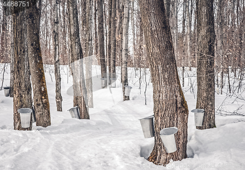 Image of Maple syrup production in Canada