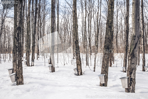 Image of Maple syrup season in rural Canada