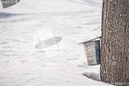 Image of Collecting sap from a big maple tree