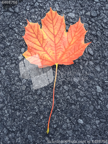 Image of Colorful maple leaf