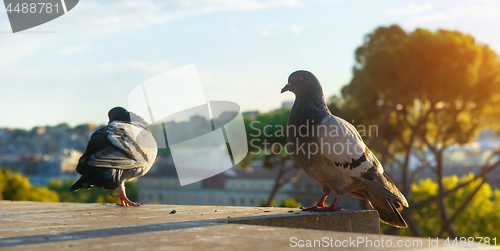 Image of Doves close up