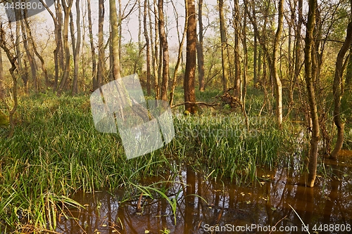 Image of Swamps with trees