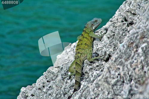 Image of Green iguana