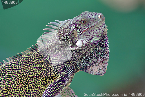 Image of Green iguana