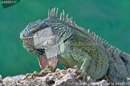 Image of Green iguana