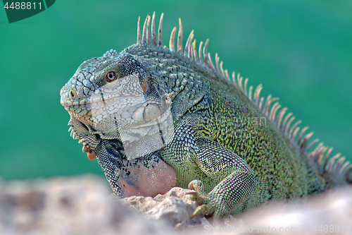 Image of Green iguana