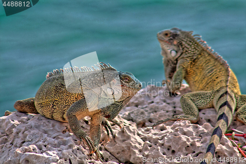 Image of Green iguana