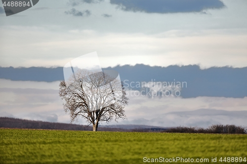 Image of Tree on a field