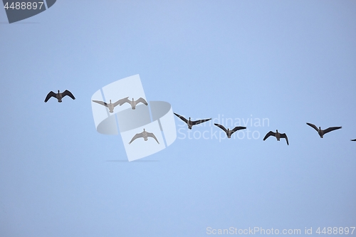 Image of Wild Geese Flying