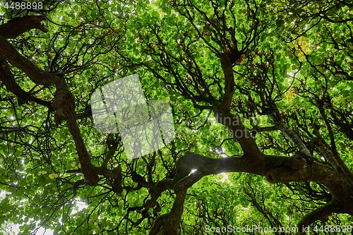 Image of Spring Green Leaves