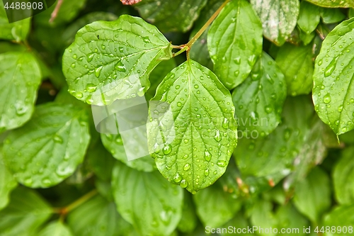 Image of Leaves in rain
