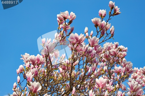 Image of Magnolia tree blossom